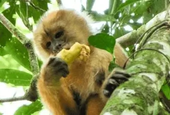 Recorrido por la selva Tambopata 2 días y 1 noche