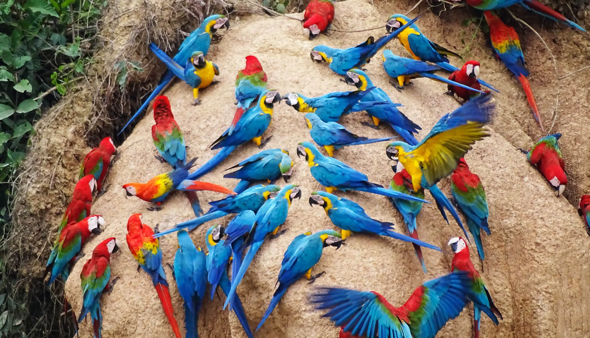 Excursión de 4 días y 3 noches a la selva amazónica para ver guacamayos desde el aeropuerto de Puerto Maldonado