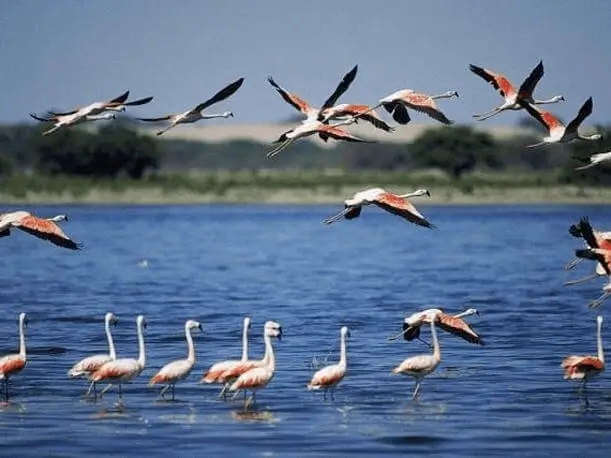 Tour 2D1N desde el aeropuerto de Lima a Paracas, Ica, Huacachina + Líneas de Nazca